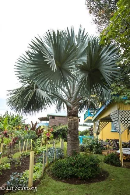 Jacoway Inn Calibishie 0*,  Dominica